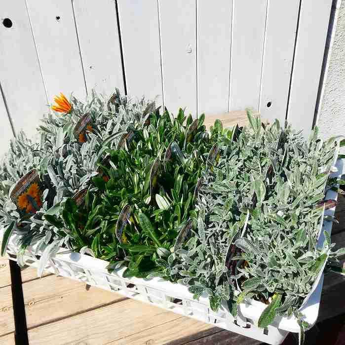 Amazon.co.jp: 宿根ガザニア 苗 ビクトンオレンジ 3.5号 オレンジ花